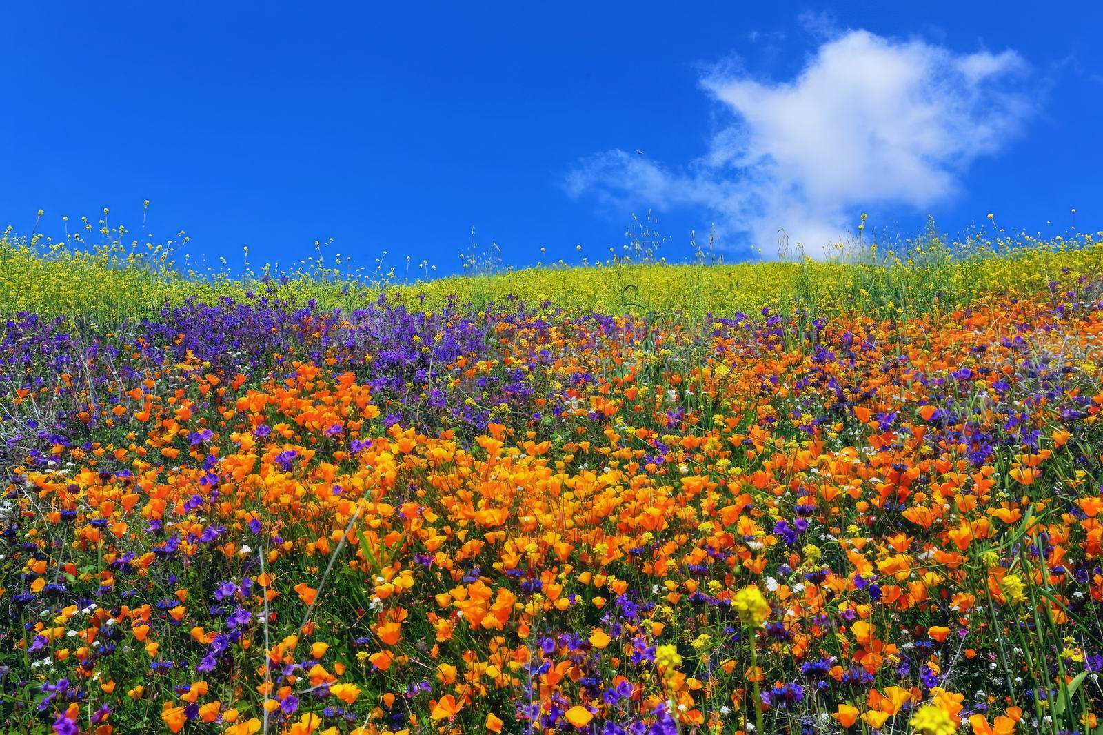 020_春花绽放 Spring Super Bloom.jpg.jpg