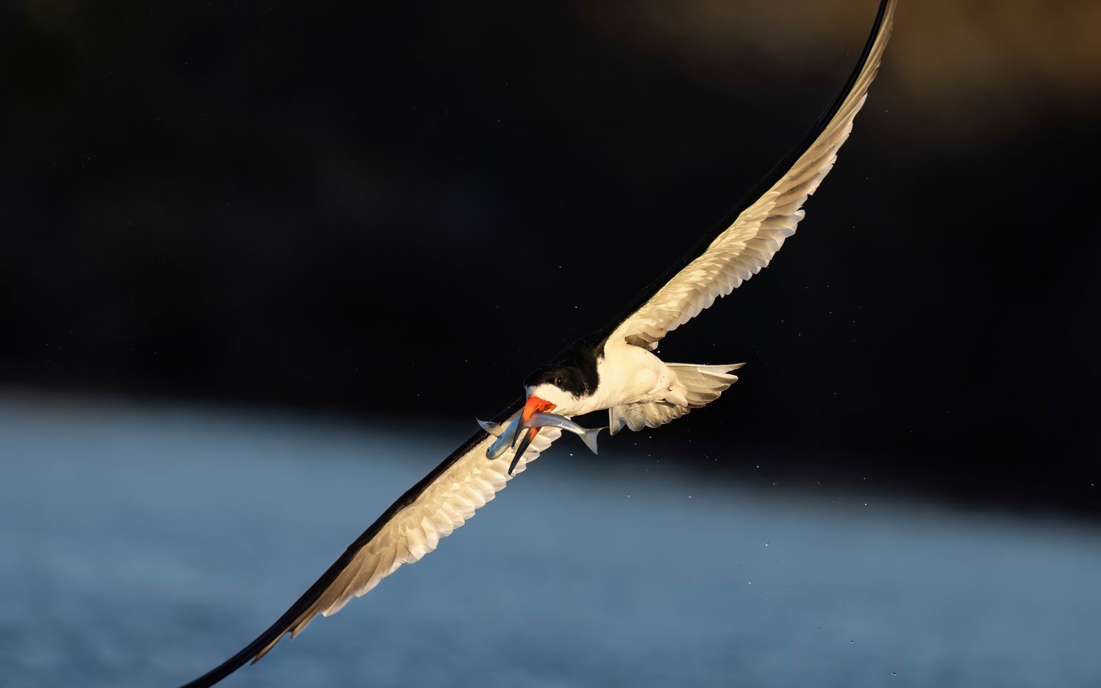 033_动物-剪嘴鸥捕鱼-Black_Skimmer_With_Fish.jpg