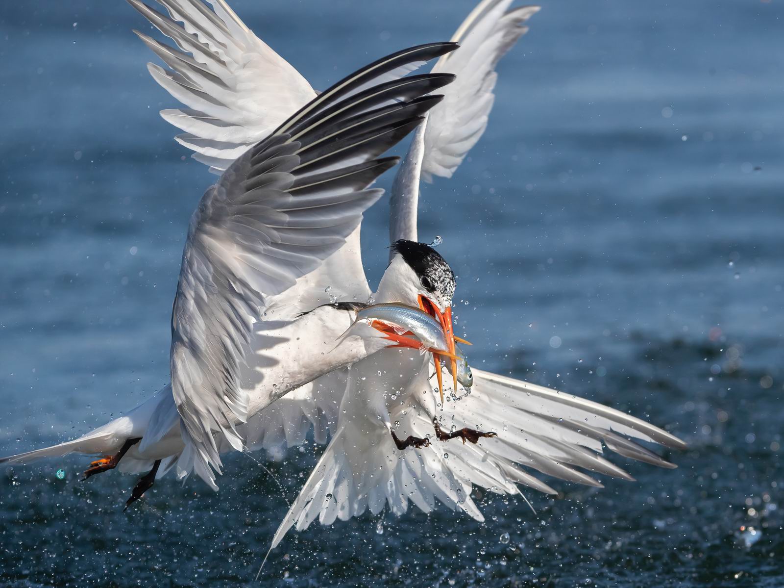 033_动物-燕鸥争鱼-Elegant_Terns_Fighting_For_Fish.jpg