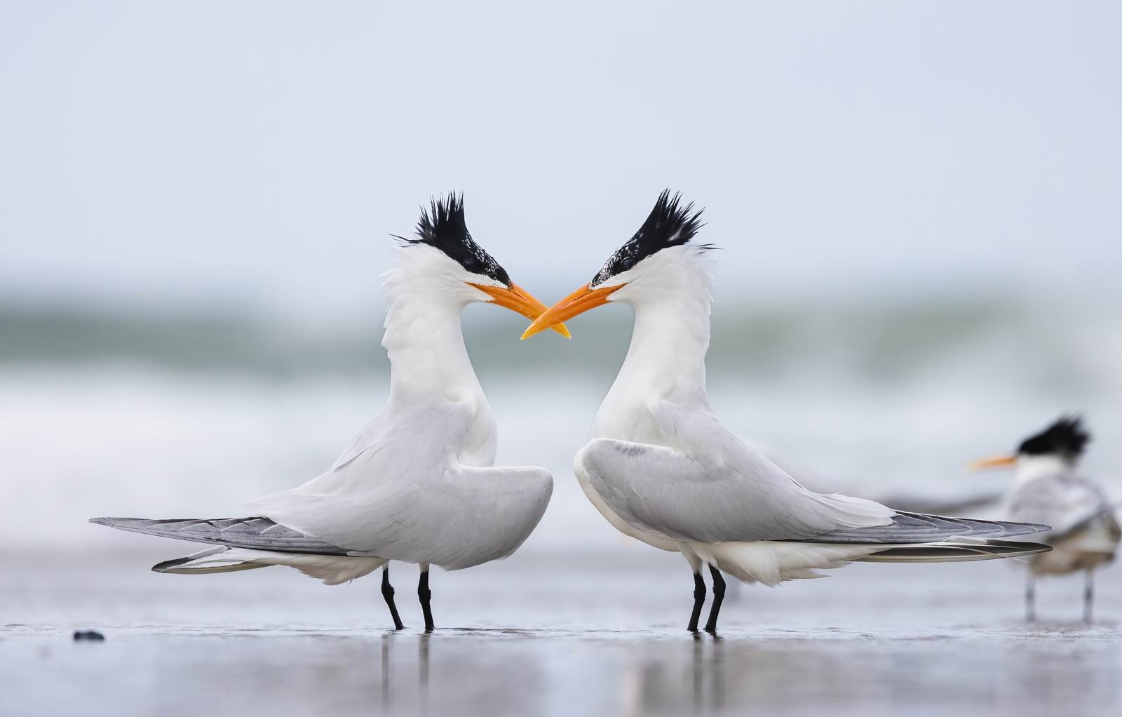 033_动物-燕鸥对嘴-Elegant_Terns_Face_To_Face.jpg