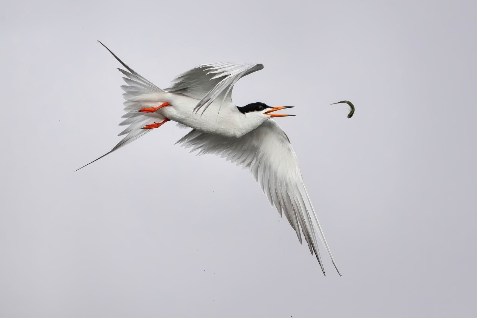 033_动物-燕鸥戏鱼-Forsters_Tern_Tossing_Fish.jpg