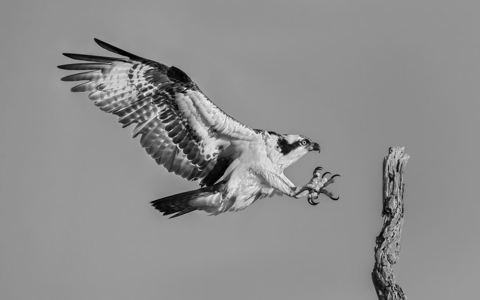 033_动物-鱼鹰落枯枝-Osprey_Landing.jpg