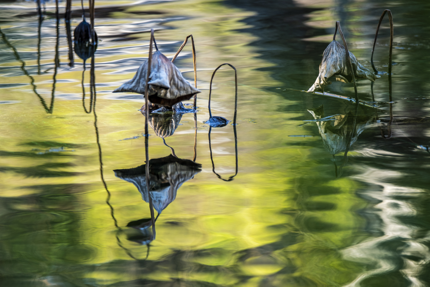 057_金彩殘蓮 Withered Lotus in Golden Light.jpg