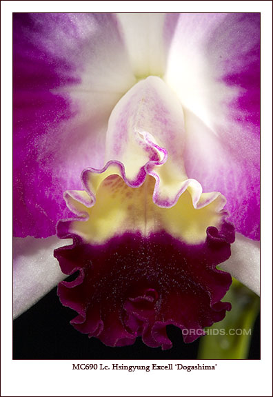 MC690-Cattleya-Orchid.jpg