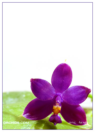 phalaenopsis_specie_P.-violacea.jpg