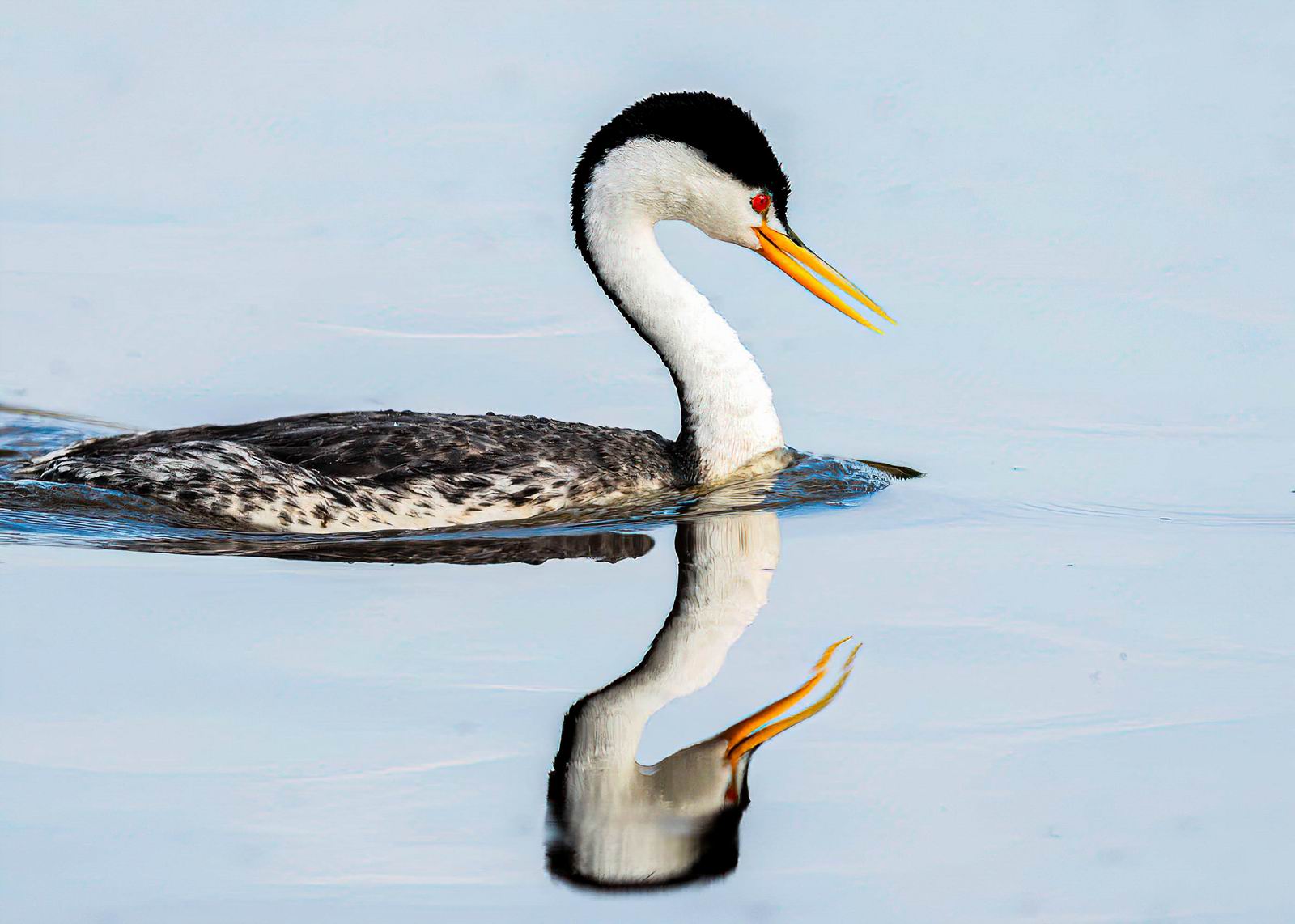 005_鷊鷉和它的镜子 Greb and its Mirror.jpg