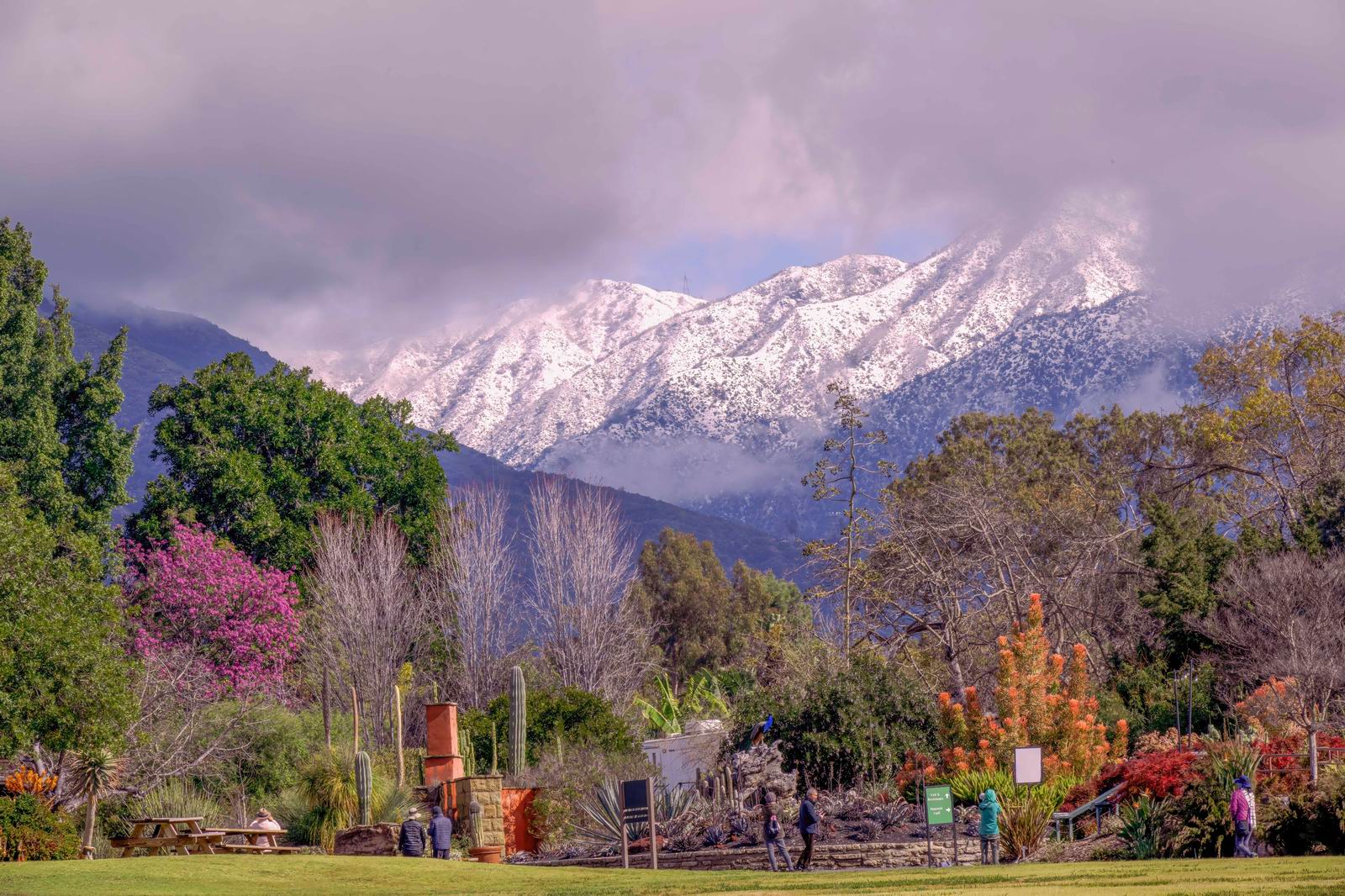 014_《春园雪嶺》Spring Blossom against Snow Peak.jpg