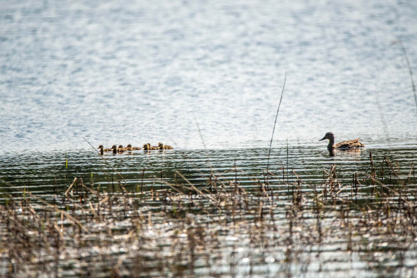 057_母鴨帶小鴨 Mallard Mom & Chicks.jpg