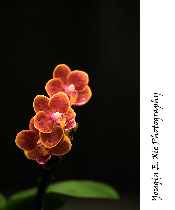 Orchid_6865_F.jpg