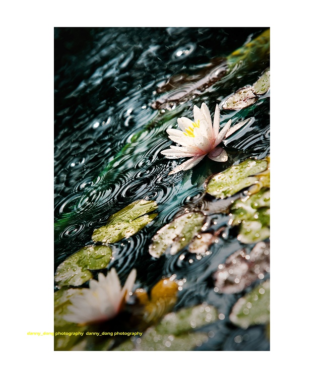 Lily in the rain#1 By Danny Dong Lily in the rain#1 By Danny Dong