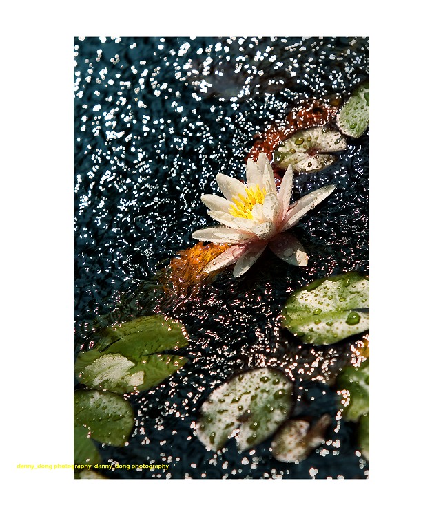 Lily in the rain#2 by Danny Dong Lily in the rain#2 by Danny Dong