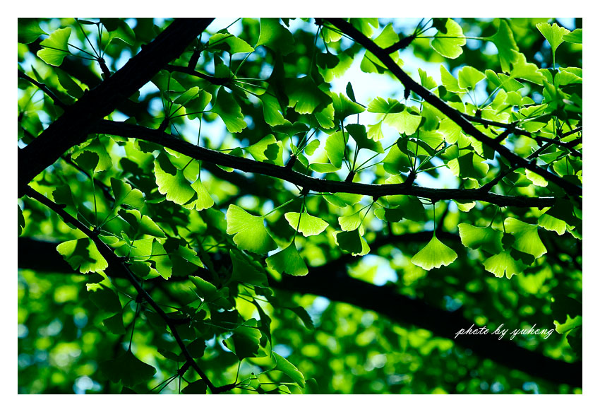 desktop background: Green
